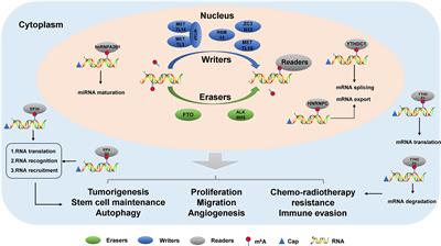 Emerging Roles of m6A RNA Methylation Regulators in Gynecological Cancer